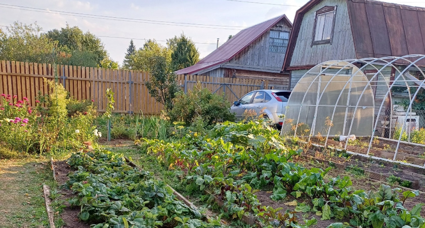 Оставляю растительные остатки по дедовскому методу вместо сжигания. За 3 года почва стала в 3 раза плодороднее без химии