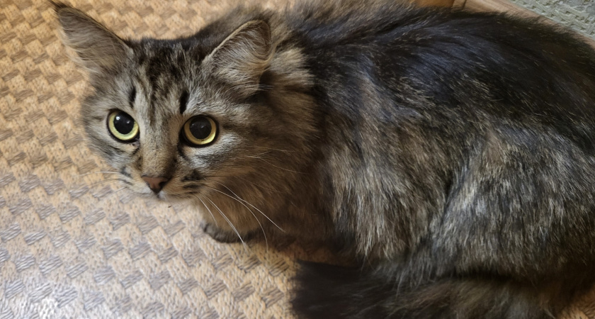 Домашний яд: ветеринар рассказал, чем могут отравиться кошки и собаки в квартире