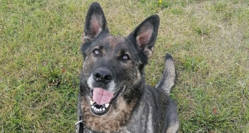 Кировская полиция отдает в добрые руки служебную собаку