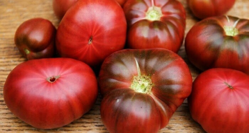 Вот что любит фитофтора на томатах: 3 неявные ошибки - и от кустов “рожки да ножки” остались. Что ускорит приход фитофтороза и что замедлит