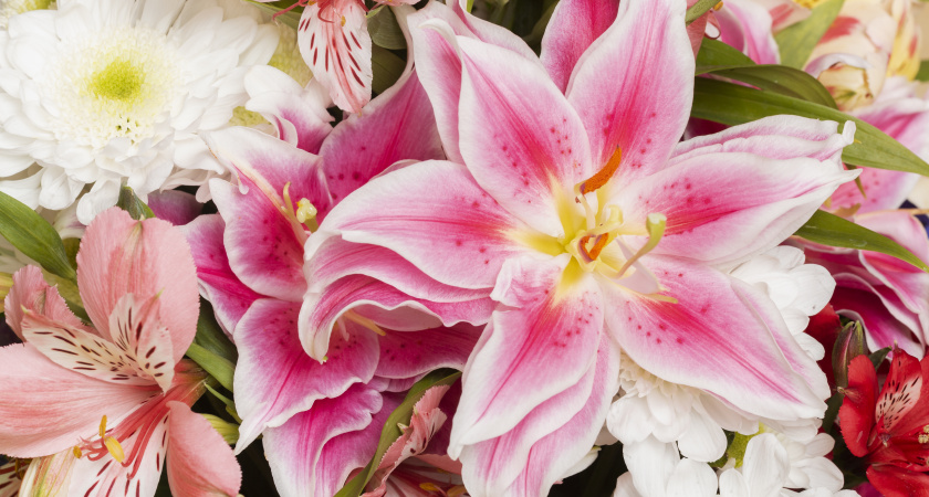 Любимая подкормка для лилий в августе: в следующем году будут цвести еще пышнее и гуще