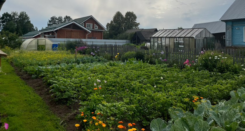 После уборки картофеля сею этот сидерат - почва как после тонны навоза. Проволочник и парша исчезают на годы