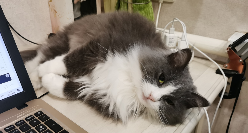 Почему кошка ест с пола, а не из миски? Важные причины, о которых вы не догадывались