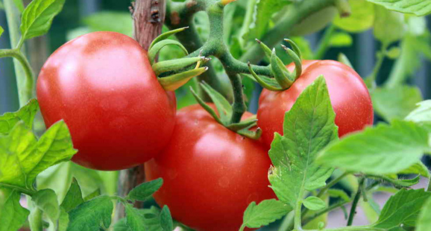 Заставляю зеленые томаты краснеть за 5 дней простым способом. До холодов успеваю собрать на 22% больше урожая