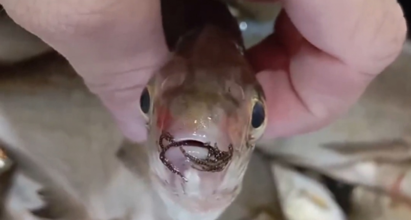 "Из нее торчали черные живые нити": опытного рыбака шокировала пойманная в Чепце рыба 