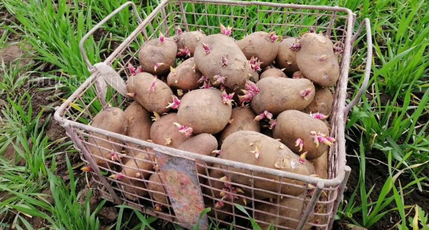 Картошка не прорастет и не сморщится: хитрая уловка, чтобы картофель не прорастал при зимнем хранении