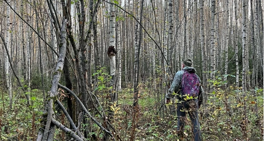 Из Кировской области экспортируют березовые черенки