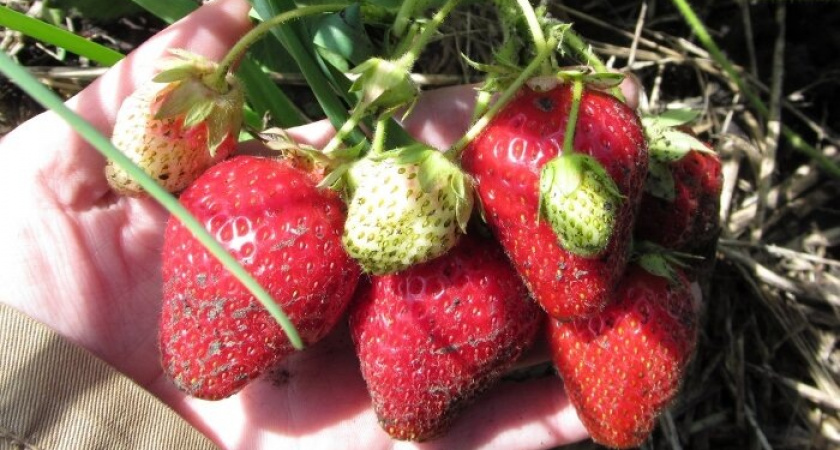 Клубника в августе: как не нужно обрезать и подкармливать. 2 дела - и мало ягод в следующем году, куст чахнет - и зимой подмерзает