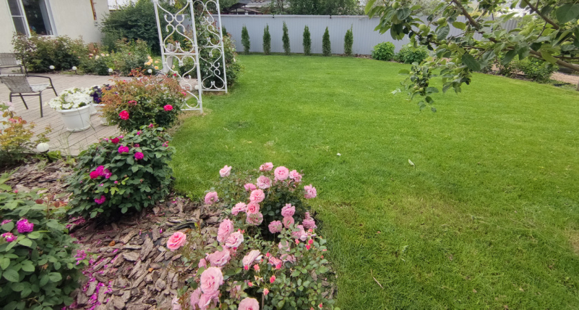 Все проезжающие тормозят и любуются: на пятый год понял, как сделать газон, который вообще не требует ухода