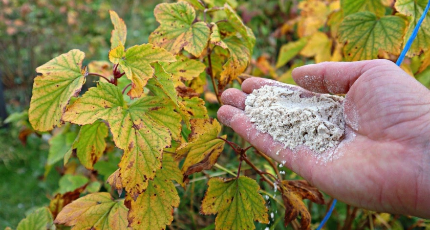 После такого «опудривания» в августе-сентябре смородина будет с 5-рублёвую монету: сухая смесь, которая прогонит всех вредителей