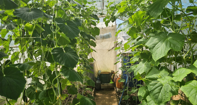 Август - пора оборвать листья у огурцов. Опытные агрономы рекомендуют - какие листья убрать для максимального плодоношения 