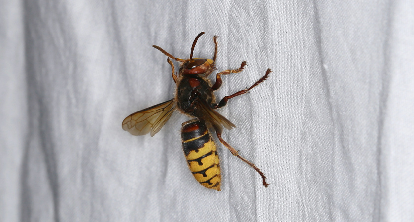 Не махать руками и отходить: что делать, если к вам подлетел шершень