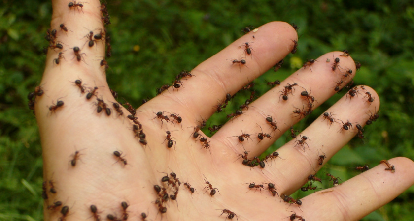 Избавляюсь от садовых муравьев одним средством за 27 рублей. Соседи смеются над пшеном, а мой огород чистый уже 5 лет