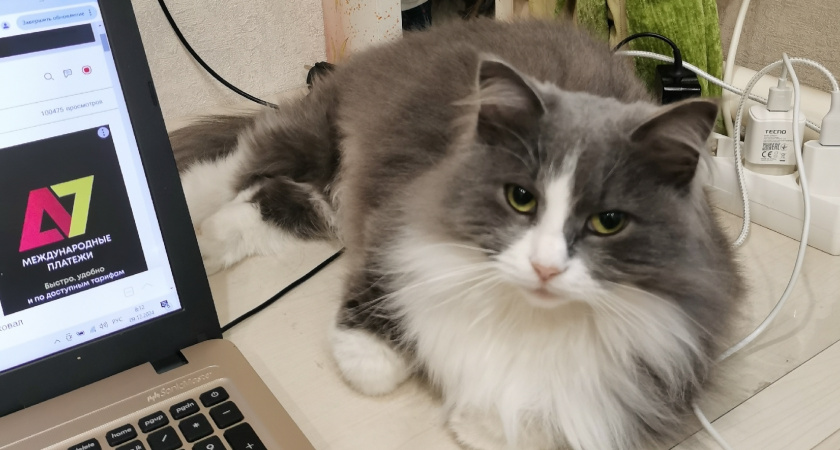 Какие цвета видят кошки и что привлекает их внимание