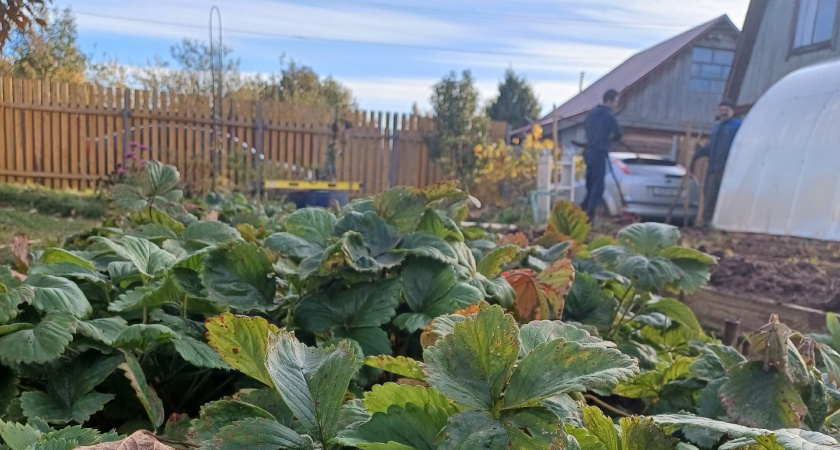 Как опавшие листья превратить в чернозём: секрет природного удобрения