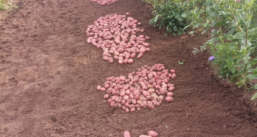 После сбора картофеля сажу этот сидерат – земля будто удобрена тонной навоза, а вредители пропадают надолго