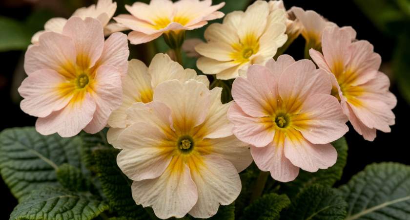 Забудьте про розы: этот махровый многолетник покорит сад и не потребует ухода