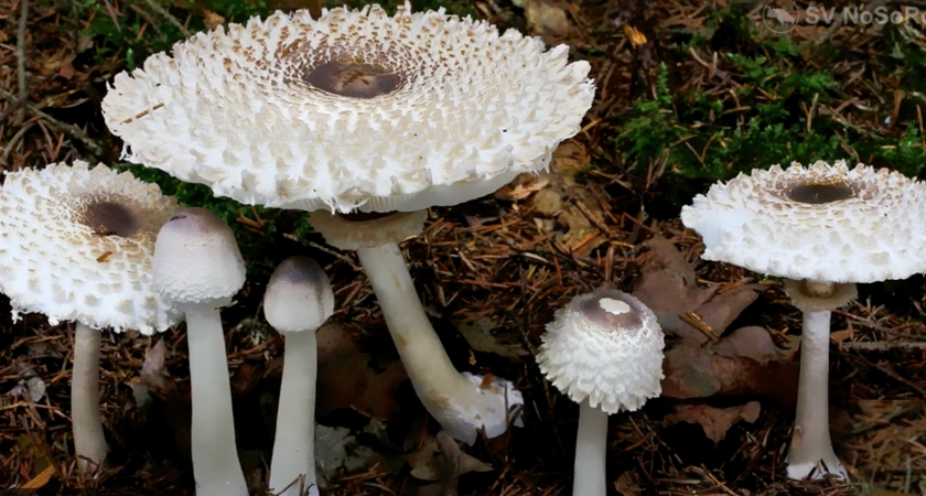 Гриб-деликатес, который удивительно редко встречается в корзинах грибников