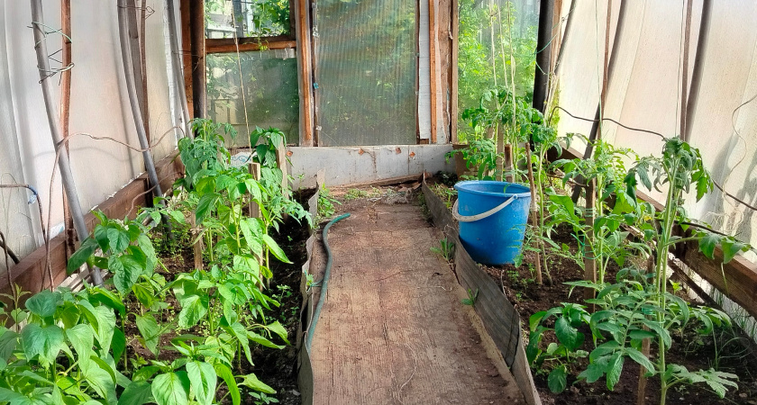 Теплица за два дня: экологичная подготовка к зиме и оздоровление почвы