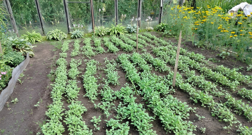 Сидераты могут вытянуть из земли последние соки, если не учитывать эти 3 важных нюанса: останетесь без урожая