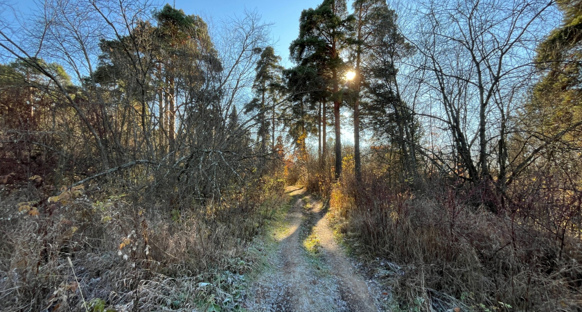Осень будет аномальной: климатолог рассказал, что ждет россиян