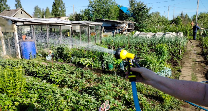 Садоводам на заметку: что важно сделать на даче до 1 сентября?