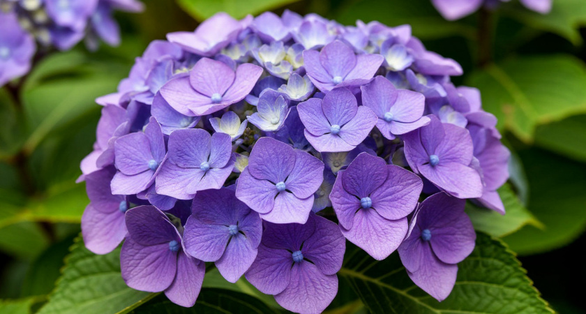 Когда и как пересаживать гортензии: секрет идеальной посадки