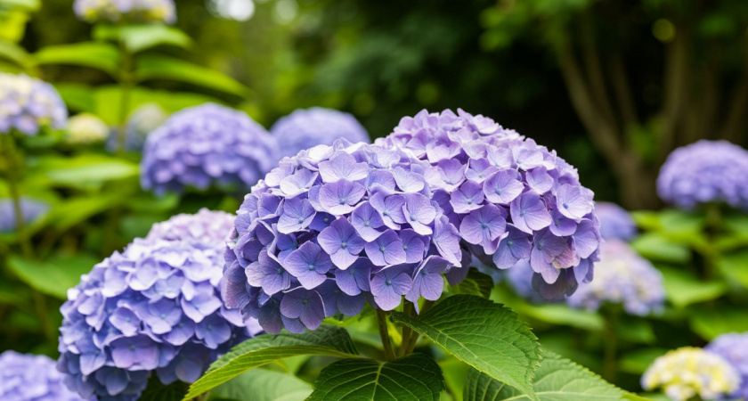 Почему у гортензии листья в конце августа становятся коричневыми? Разбираем причины и спасаем королеву сада