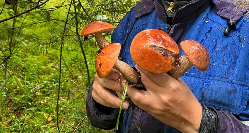 Лучший гриб леса, который все обходят стороной, хотя он настоящий деликатес