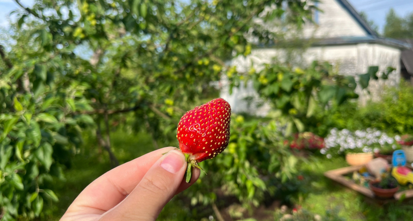 "С удивлением подсмотрел у соседа": 18 осенних дел для богатого урожая