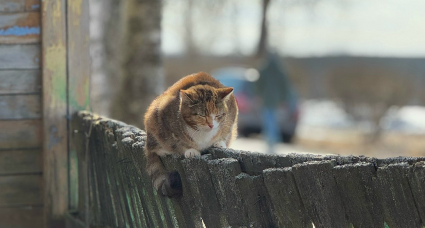 Как понять, что ваша кошка — ваша родственная душа: 7 признаков глубокой связи