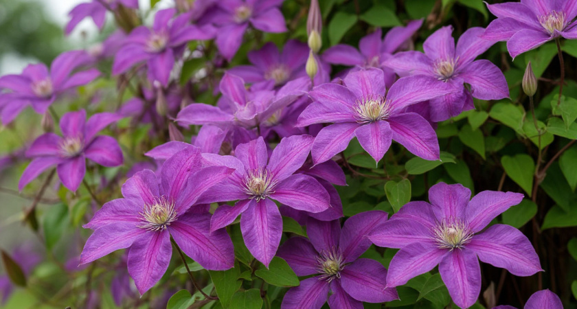 Как подготовить клематисы к зиме: правила обрезки, подкормки и укрытия для успешной зимовки