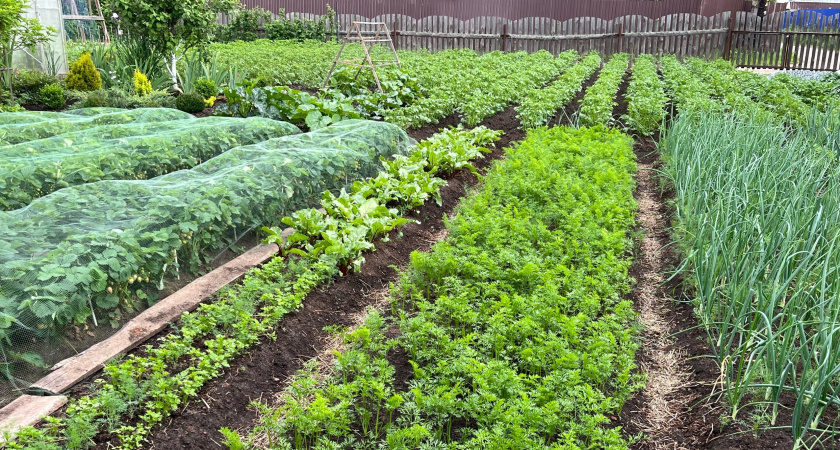 Осенняя обработка грядок: четыре народных метода для профилактики фитофторы