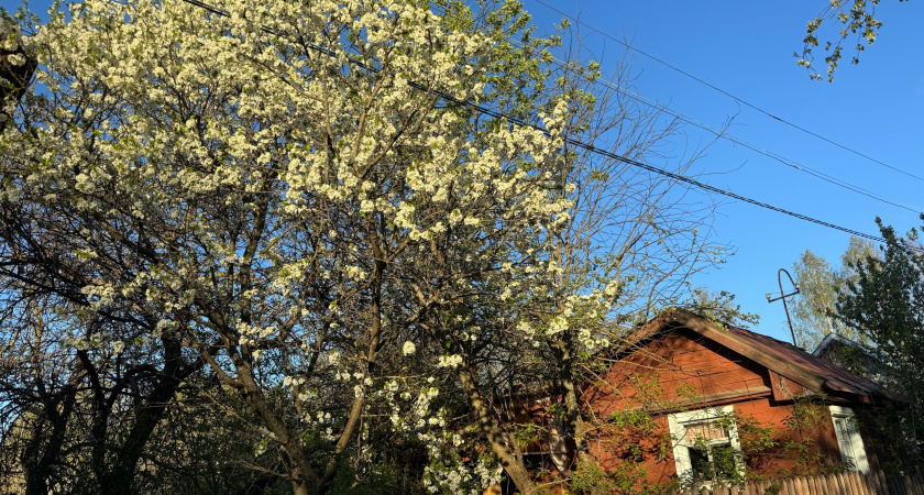 Как превратить истощённую землю в чернозём с помощью одного пузырька: эффективная альтернатива навозу