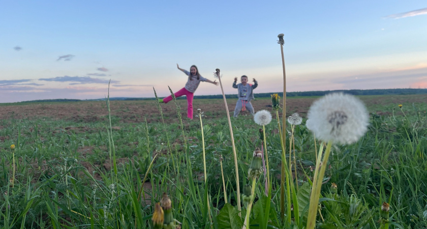 Как избавиться от пырея раз и навсегда: эффективный метод осеннего уничтожения корней