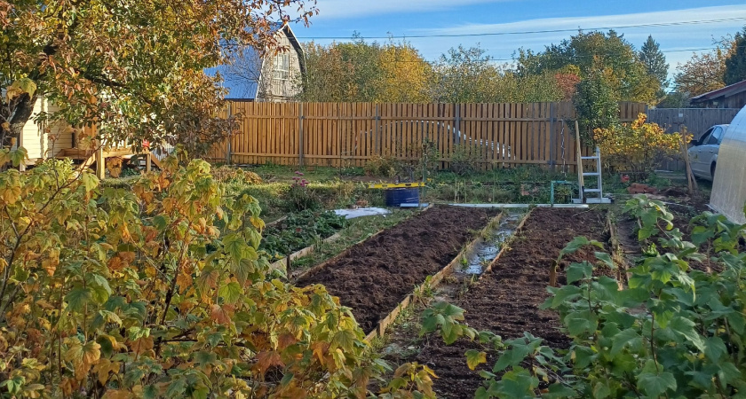 Хитрый трюк, о котором дачники не знают: вот что я делаю с томатной ботвой, чтобы собирать тележки урожая в 2026 году