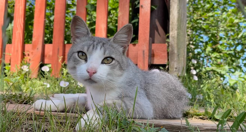 Как распознать боль у кошки: настораживающие признаки, на которые стоит обратить внимание