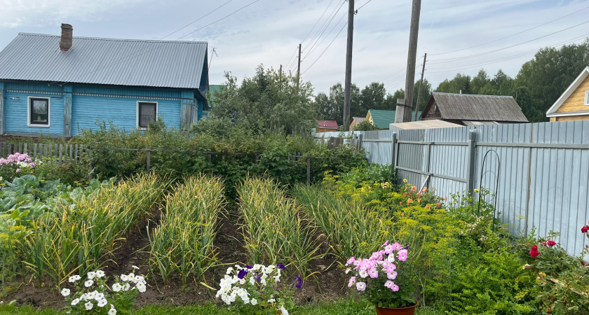 Осенью готовим грядки правильно: 7 рабочих методов для восстановления плодородия почвы