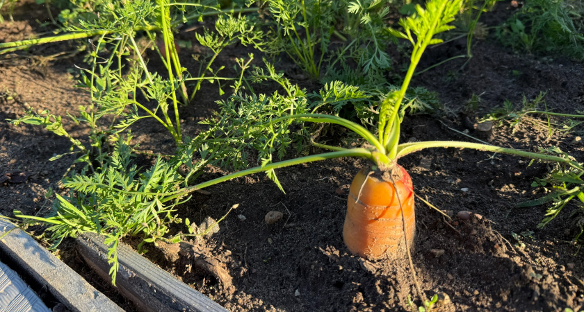 Секрет ровной моркови без «рогов» и морковной мухи: дачники в восторге от этого способа