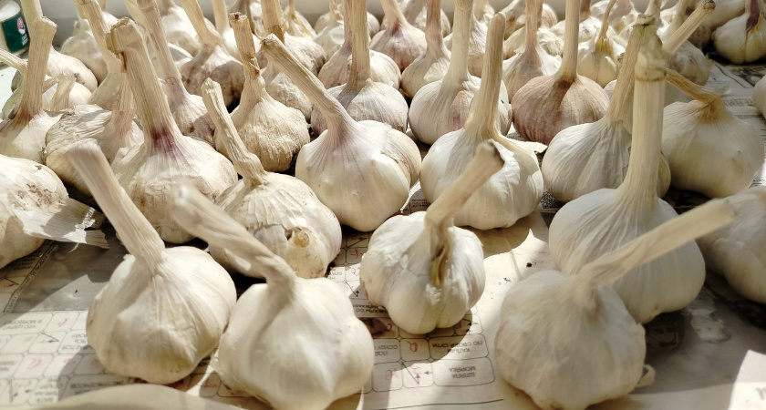 На эти грядки сажать озимый чеснок нельзя, урожая не будет 