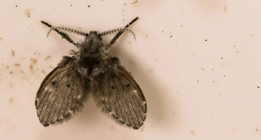 Бабочница в доме — тревожный сигнал о проблемах с канализацией