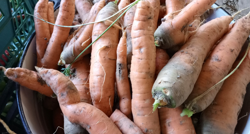 7 лет я выкидывал тонны моркови: пока старый агроном не шепнул мне 3 правила. Теперь она свежая до лета