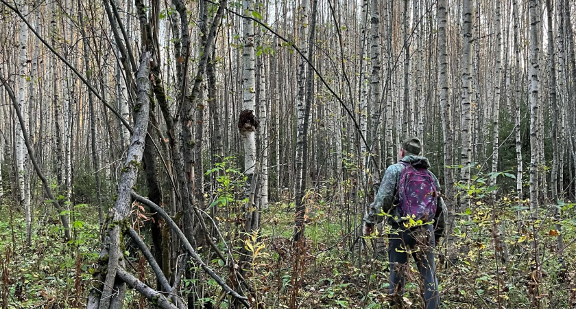 Из Кировской области в Саудовскую Аравию экспортировали березовую фанеру