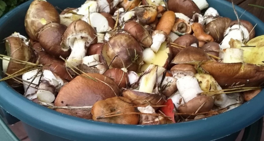 Грибы собирали неправильно с детства: червивые тоже берите – их легко очистить этим способом