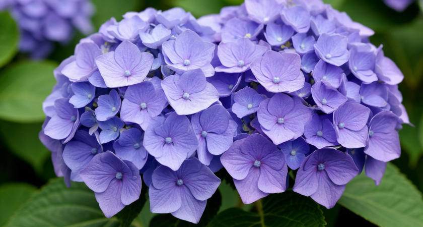 Секрет соседки тети Вали: как уберечь гортензию от неряшливых коричневых пятен