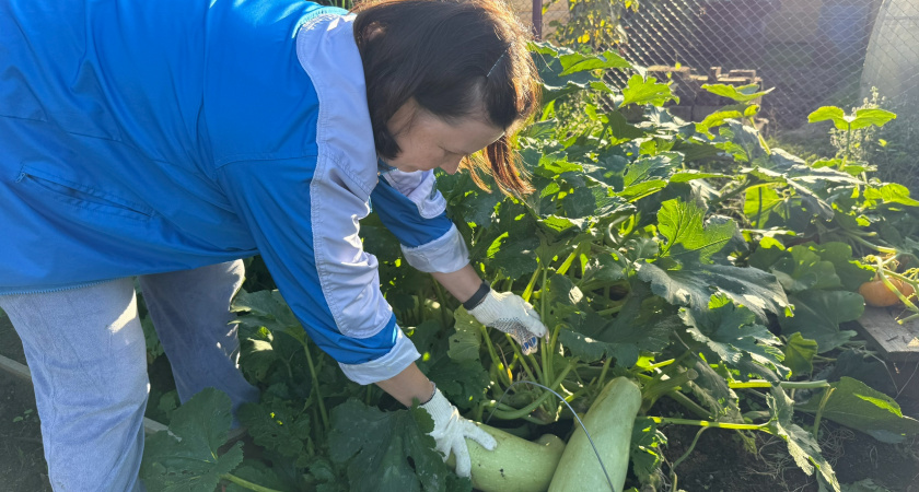 Упустите сентябрь — потеряете урожай будущего года: критически важные дела в саду
