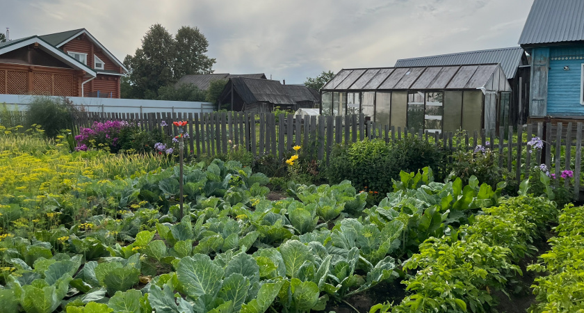 Сорняки исчезнут сами: сентябрьский секрет, который избавит вас от прополки навсегда