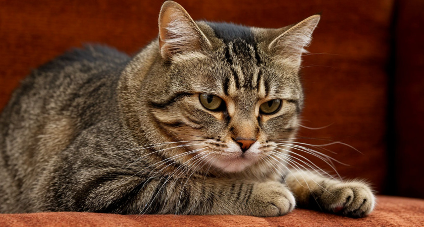 Только большая любовь спасает тебя: 8 обид, которые кошка не прощает просто так