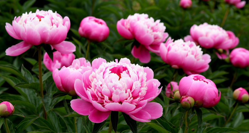 Мощный заряд для пионов: сентябрьская подкормка, от которой весной кусты будут сплошь усыпаны цветами