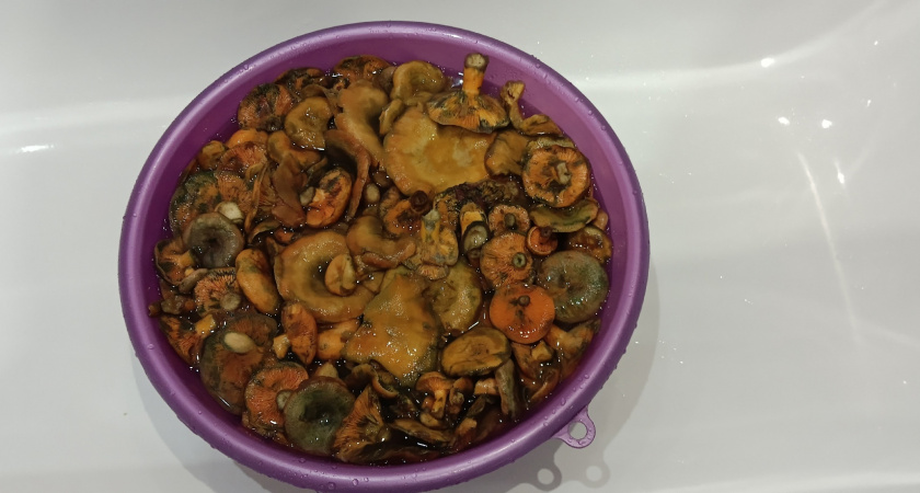 Испортились или еще можно есть? Все признаки старения грибов, которые важно знать